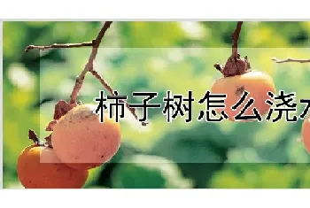 柿子树怎么浇水