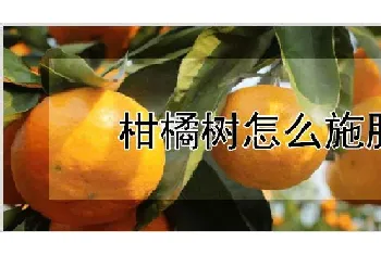 柑橘树怎么施肥