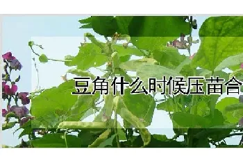 豆角什么时候压苗合适