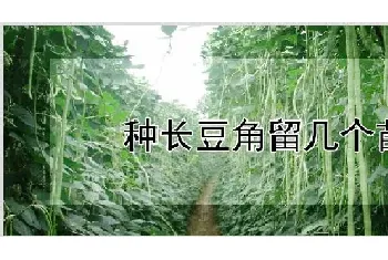 种长豆角留几个苗