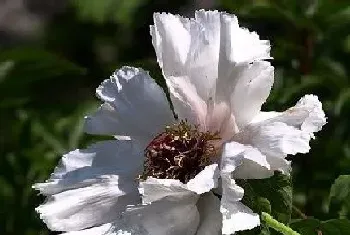 白牡丹花风水寓意与作用?