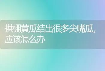 拱棚黄瓜结出很多尖嘴瓜,应该怎么办