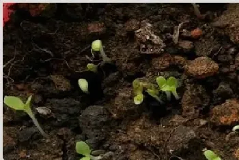 生菜怎么种植容易发芽？生菜浸种催芽技术