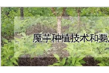 魔芋种植技术和要点