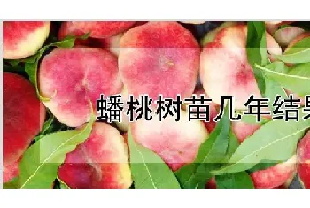 蟠桃树苗几年结果