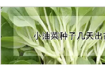 小油菜种子几天出苗