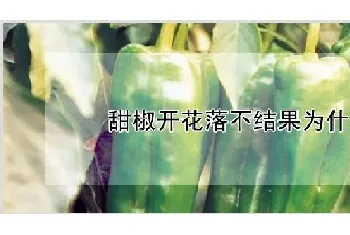 甜椒开花落不结果为什么