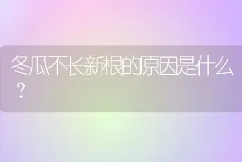 冬瓜不长新根的原因是什么?