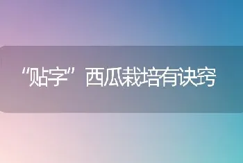 “贴字”西瓜栽培有诀窍