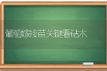 葡萄嫁接苗关键看砧木