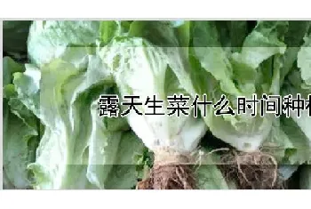 露天生菜什么时间种植