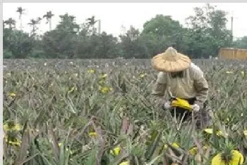 菠萝采收期要注意什么