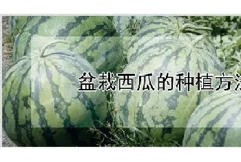 盆栽西瓜的种植方法