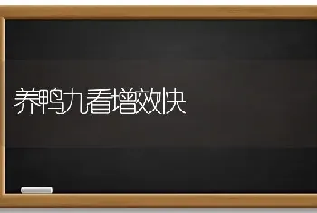 养鸭九看增效快