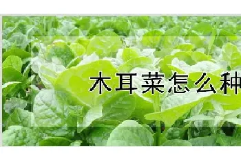 木耳菜怎么种