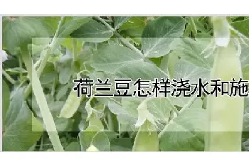 荷兰豆怎样浇水和施肥