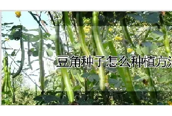 豆角种子怎么种植方法