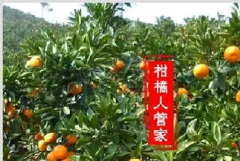 大分4号特早蜜【大芬四号柑桔】介绍及简介