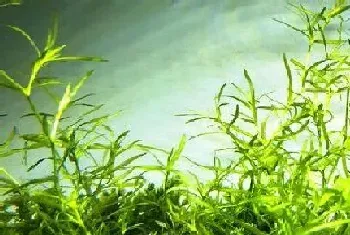 有一种水草每天是前一天的2倍(1棵变2棵,7天爆缸)