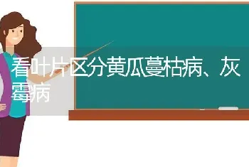 看叶片区分黄瓜蔓枯病、灰霉病