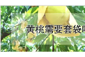 黄桃需要套袋吗