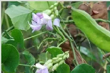 刀豆种植时间与栽培技术