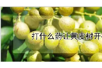 打什么药让黄皮树开花