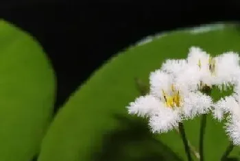 大吴风草花期是什么时候?