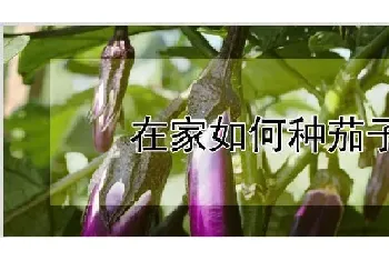 在家如何种茄子