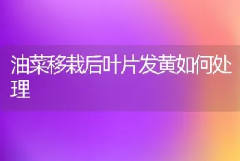 油菜移栽后叶片发黄如何处理