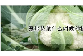 露地花菜什么时候种植