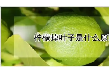 柠檬掉叶子是什么原因