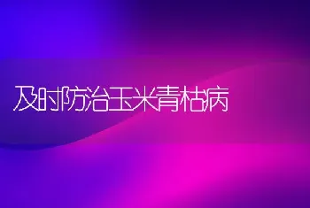 及时防治玉米青枯病