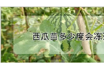 西瓜苗多少度会冻死