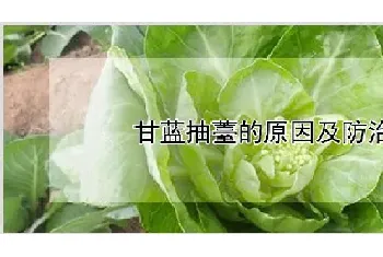 甘蓝抽薹的原因及防治