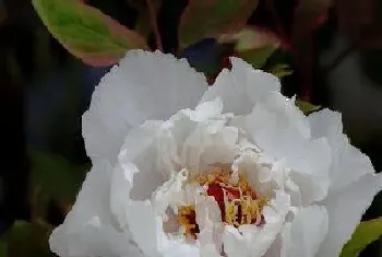 茶花夏季怎么养护?