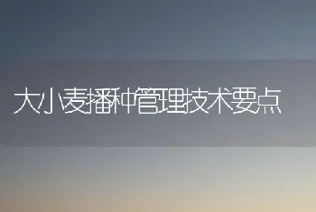 大小麦播种管理技术要点