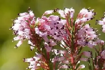 丁香是被子植物吗?丁香植物学介绍