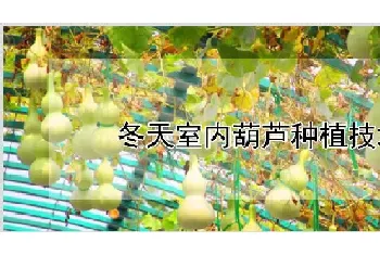 冬天室内葫芦种植技术