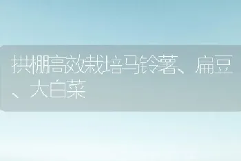 拱棚高效栽培马铃薯、扁豆、大白菜