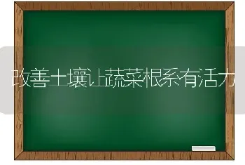 改善土壤让蔬菜根系有活力