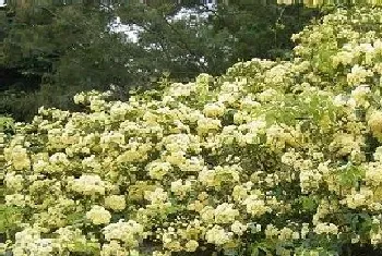 木香花什么时候开花,花期是多长时间?