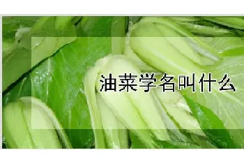 油菜学名叫什么