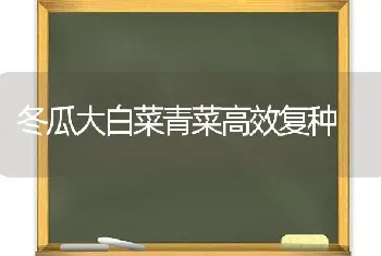 冬瓜大白菜青菜高效复种