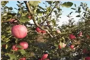 5月苹果种植管理技术