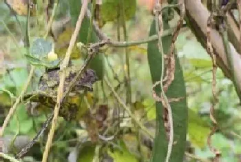 刀豆什么季节种植合适?刀豆种植方法和注意事项