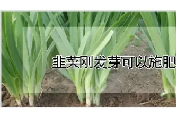 韭菜刚发芽可以施肥吗