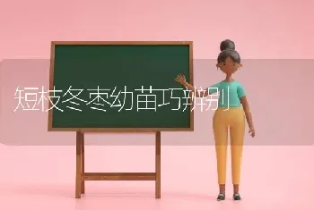 短枝冬枣幼苗巧辨别