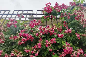 藤本胭脂扣月季花优缺点(耐寒耐晒四季开花胭脂扣长多高)