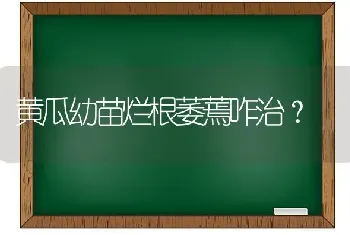 黄瓜幼苗烂根萎蔫咋治?